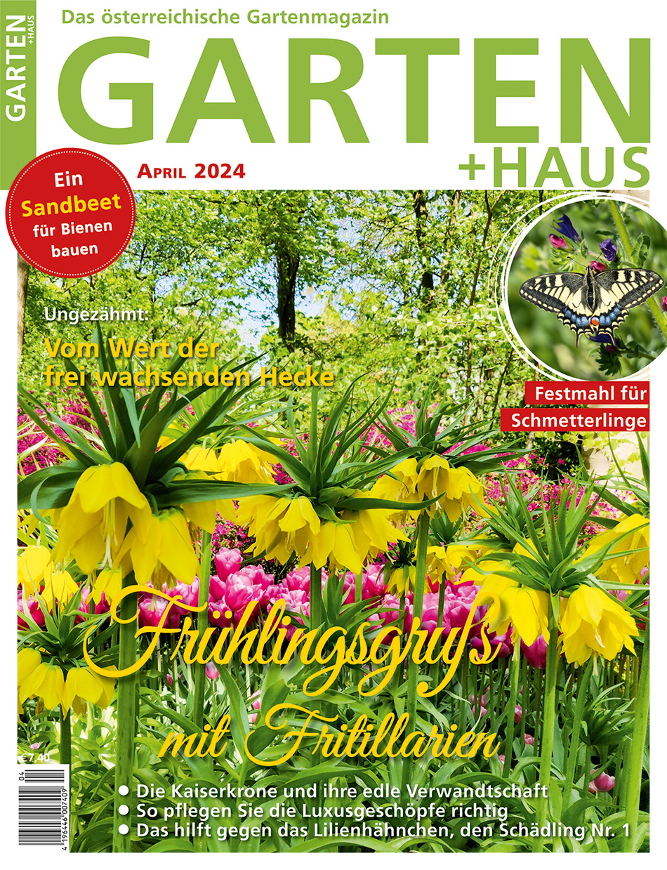 GARTEN+HAUS Ausgabe 4/2024 GARTEN+HAUS Ausgabe 4/2024